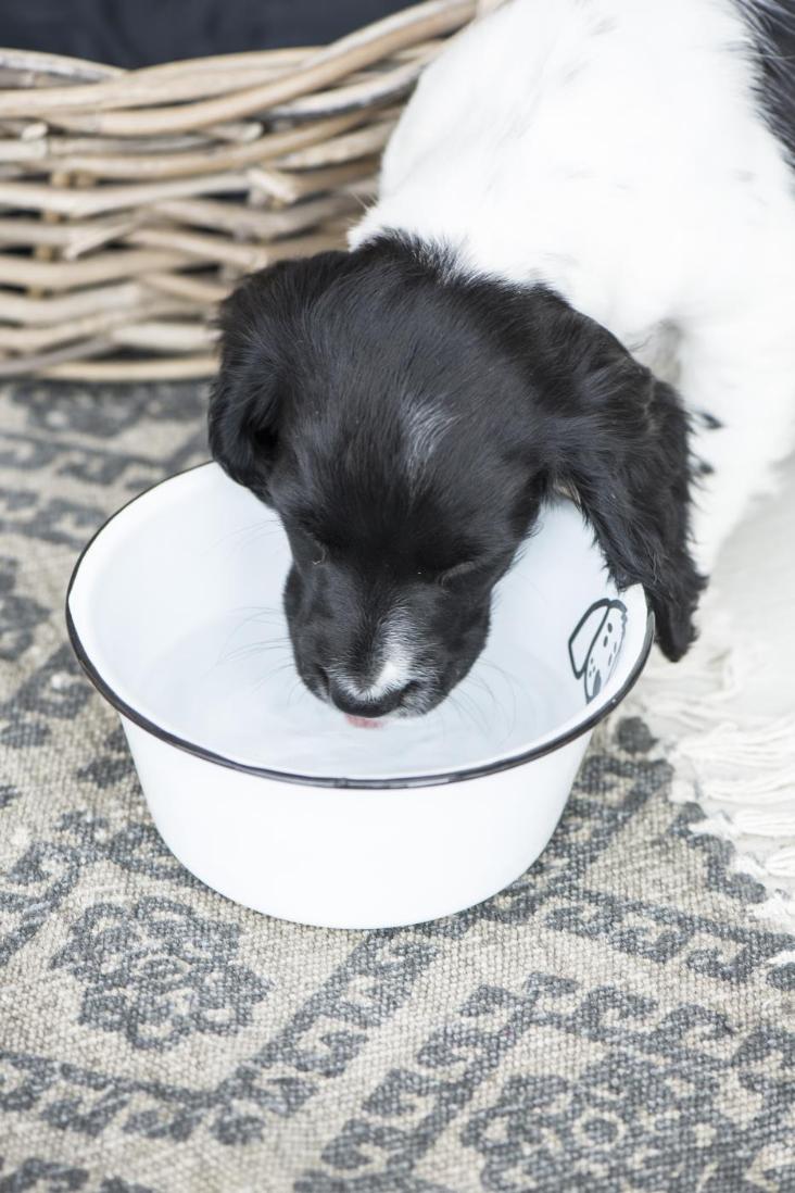 FRESSNAPF / HUND KLEIN
