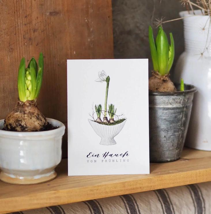 AMARYLLIS / EIN HAUCH VON FRÜHLING