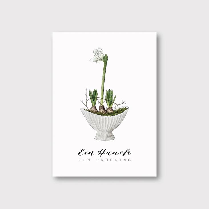 AMARYLLIS / EIN HAUCH VON FRÜHLING - 0