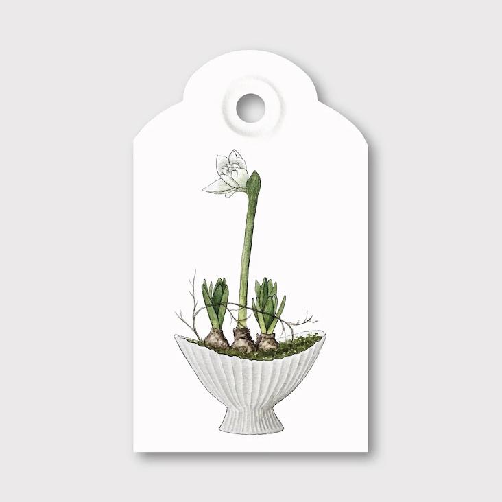 AMARYLLIS - 0