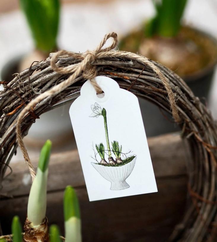 AMARYLLIS