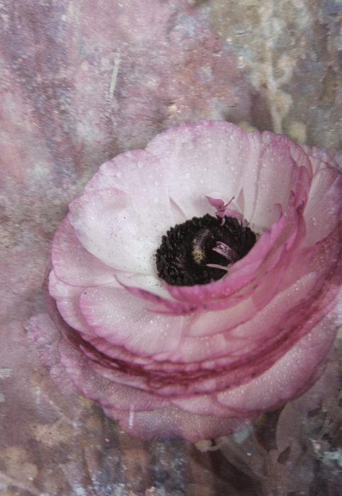 KARTE MINI: RANUNCULUS NO 4062 SOLANGE VORRAT REICHT
