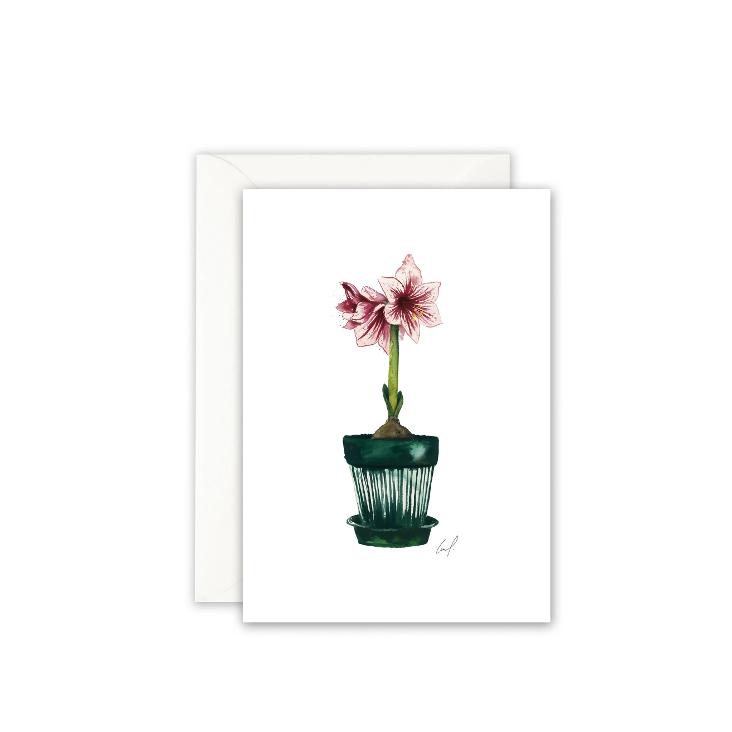 AMARYLLIS