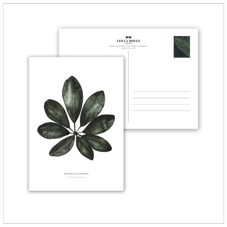 SCHEFFLERA ARBORICOLA