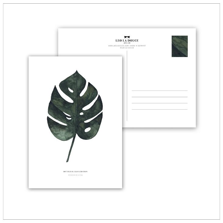 MONSTERA DELICIOSA
