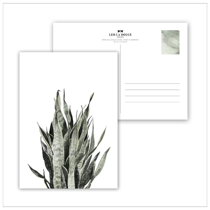 SANSEVIERIA