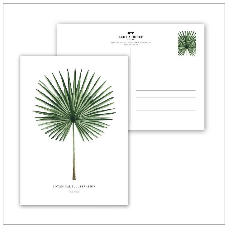 FAN PALM