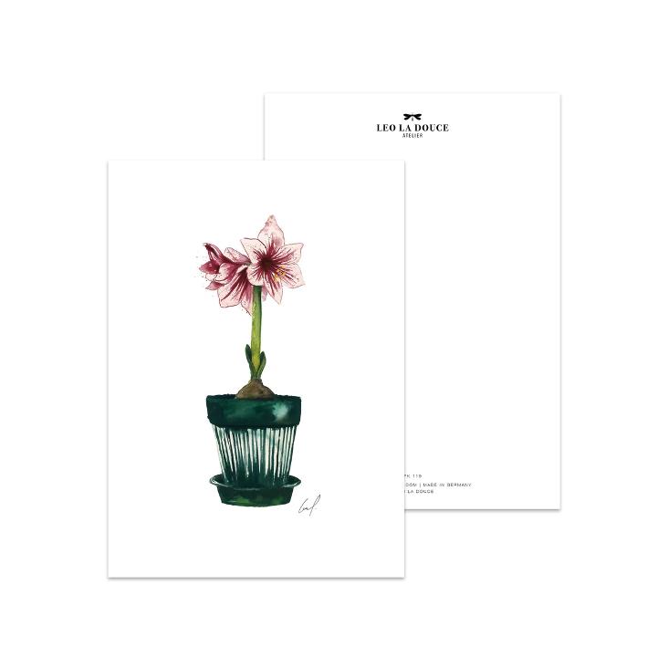 AMARYLLIS