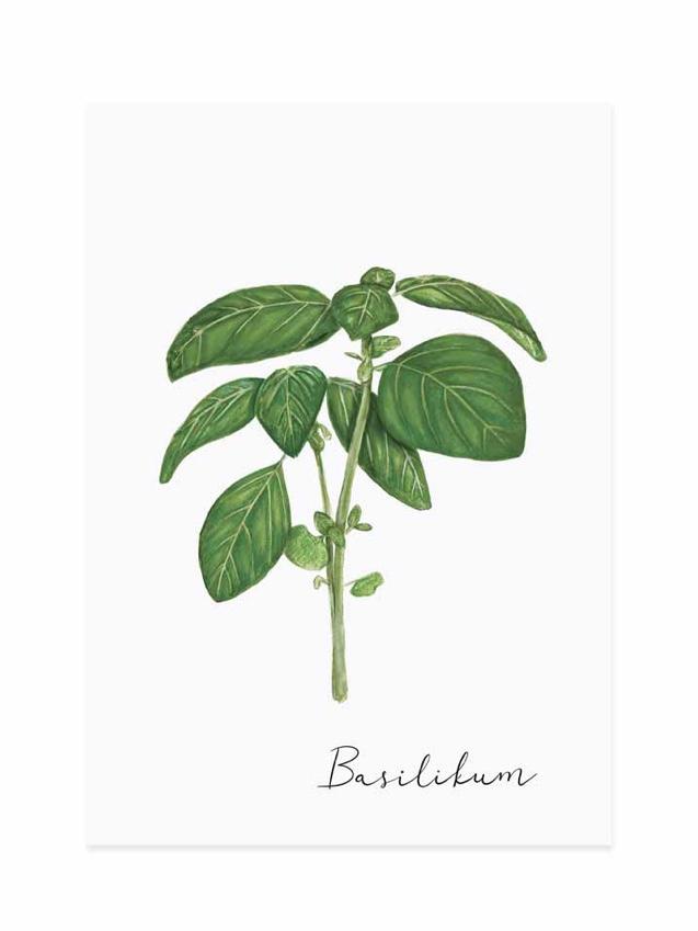 BASILIKUM