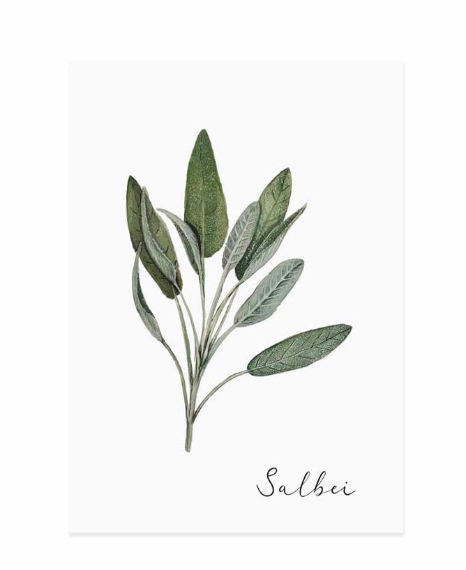 SALBEI