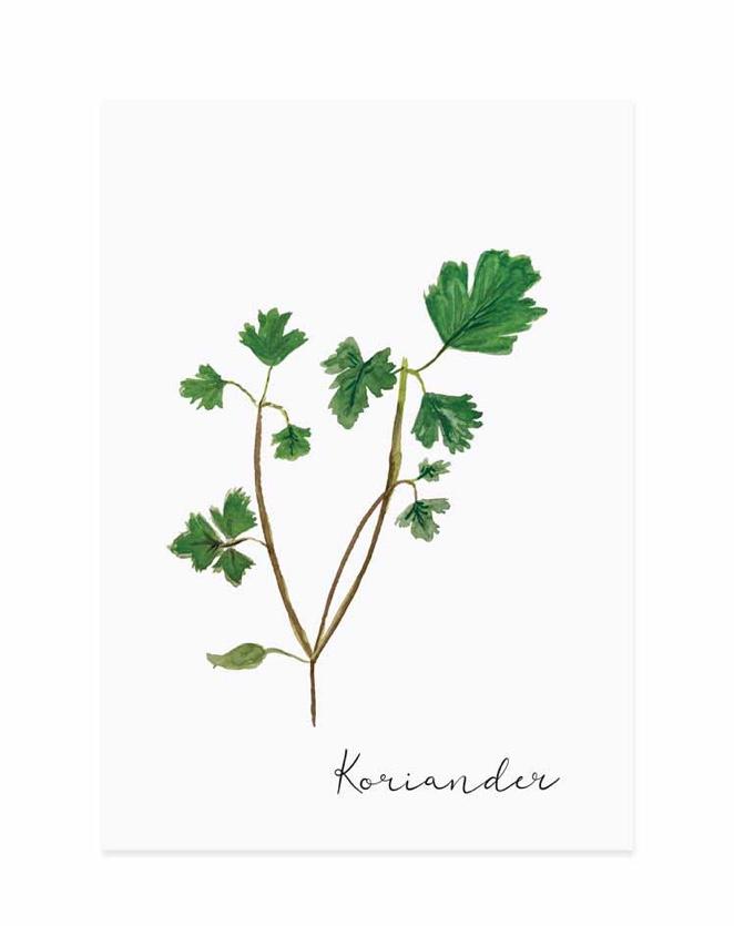 KORIANDER
