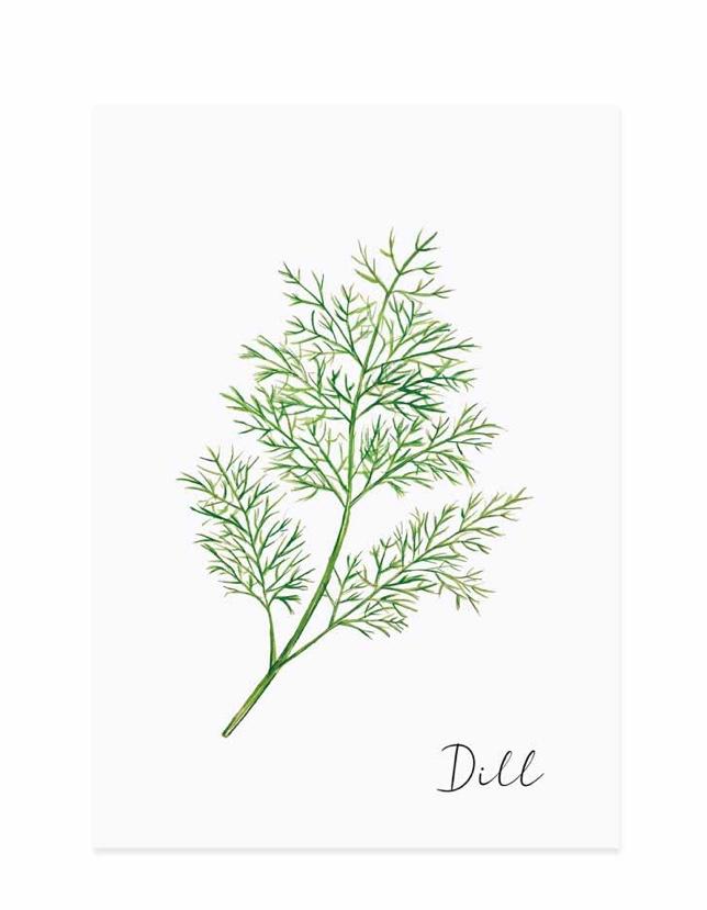 DILL