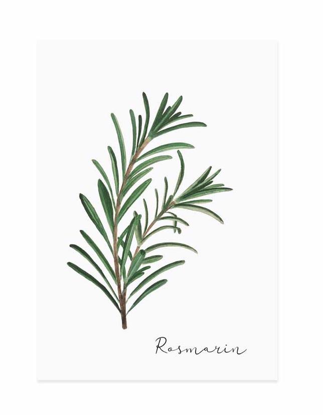 ROSMARIN