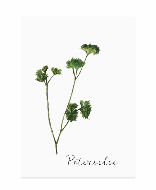 PETERSILIE