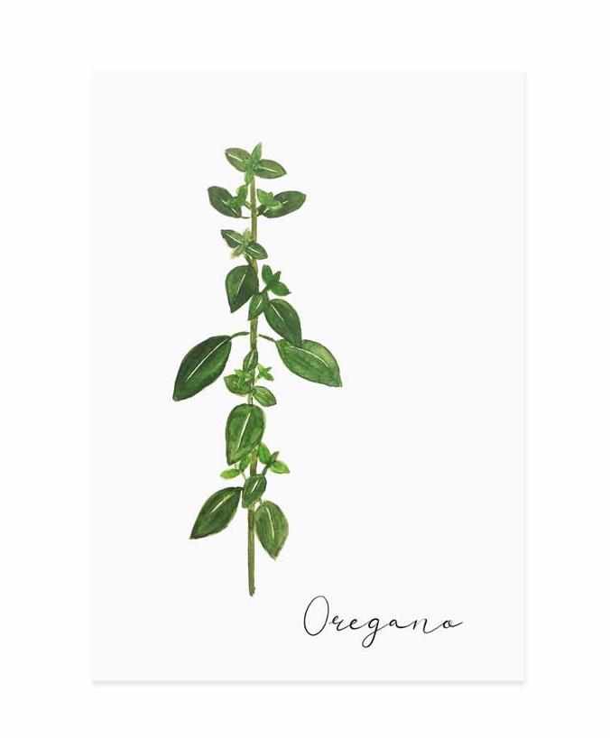 OREGANO