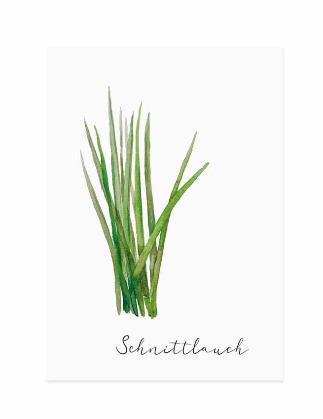 SCHNITTLAUCH