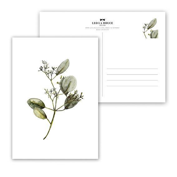 EUCALYPTUS WITH BLOSSOM