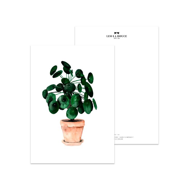 PILEA